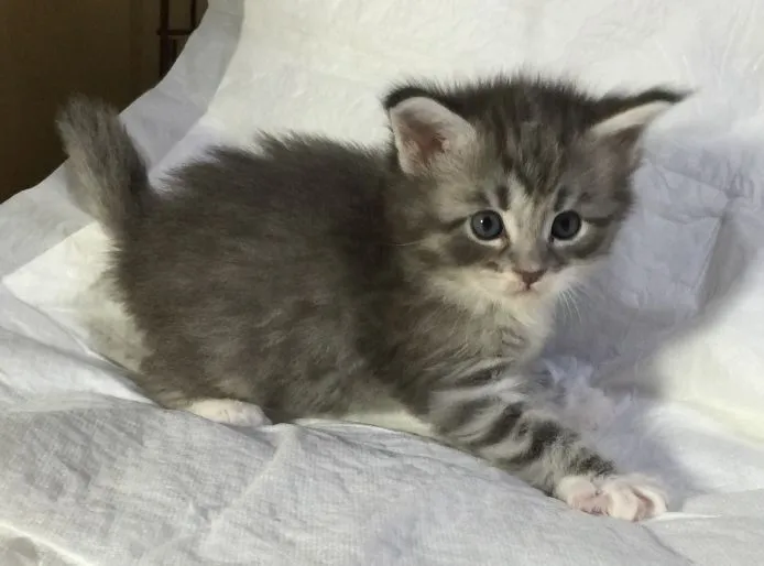 ID:1505-00210の子猫