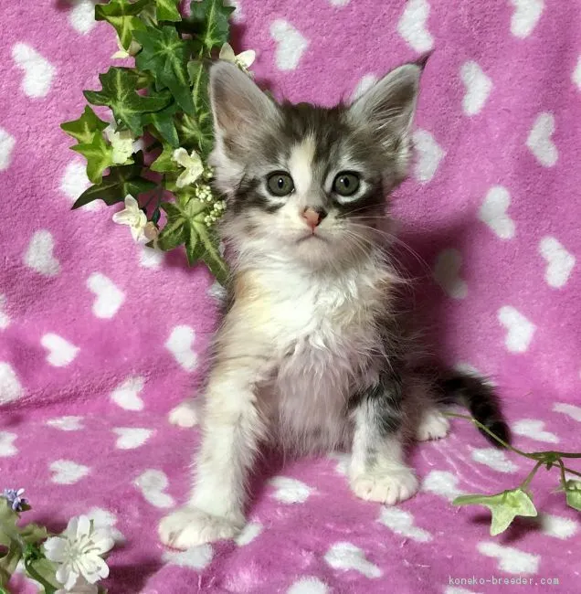 ID：2003-01685の子猫