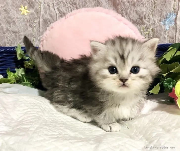 あんぽん 様のお迎えした子猫