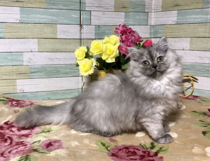 ID:1912-01664の子猫
