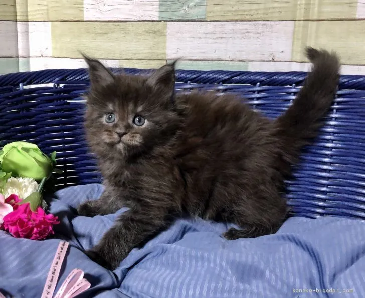 ID：2012-00111の子猫