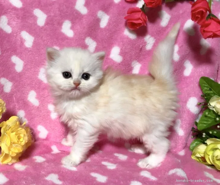 ID:2001-01316の子猫