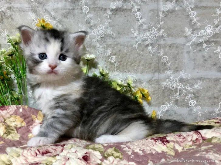 水無瀬 様のお迎えした子猫