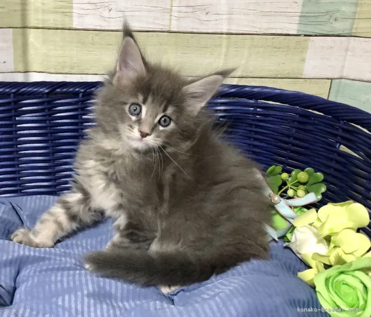 ID：2010-00191の子猫