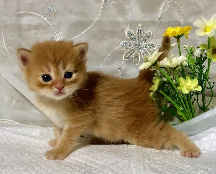 ID:1904-02079の子猫