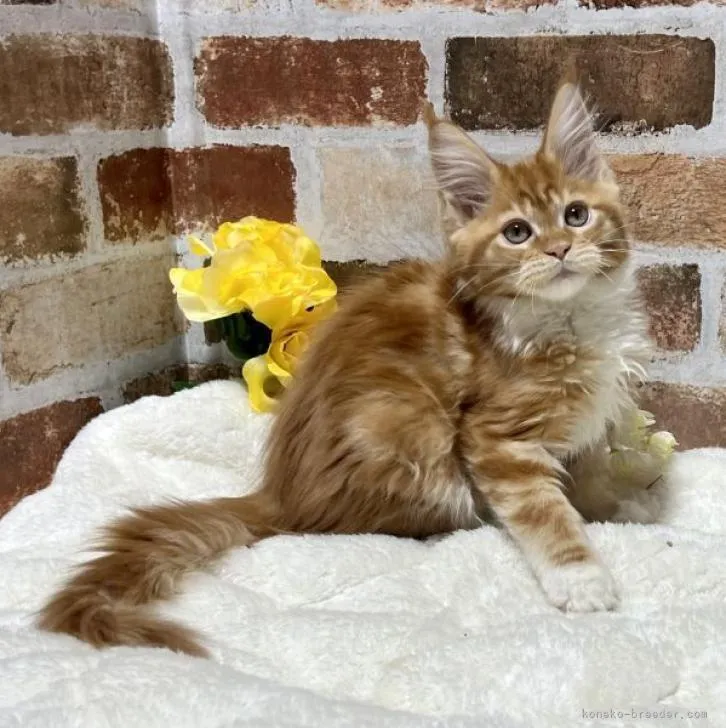 ID:2301-01463の子猫