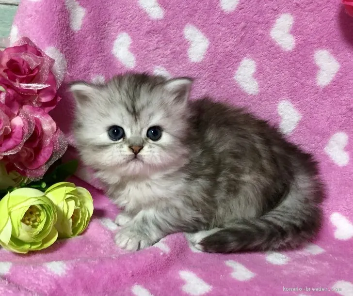 ID:2002-00028の子猫