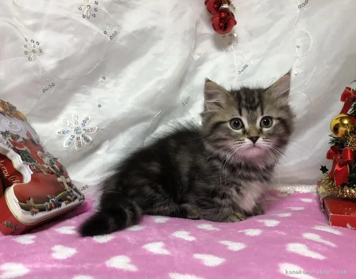 ID：1711-00425の子猫