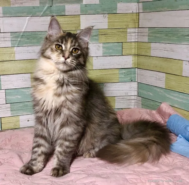 ID:1912-00597の子猫