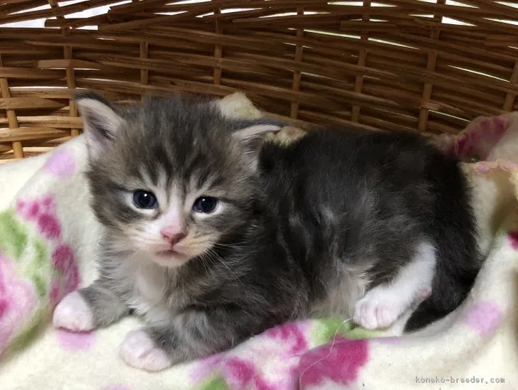 ID：1801-00873の子猫