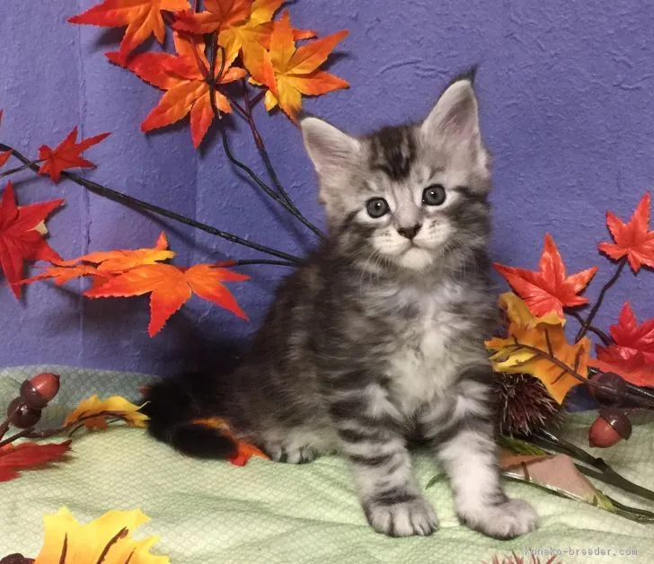 ID:1711-01130の子猫