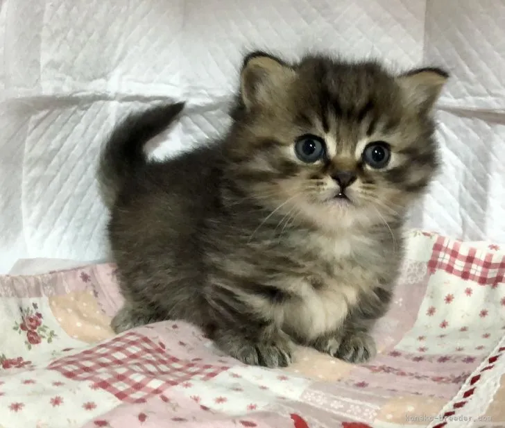 ID:2201-01299の子猫