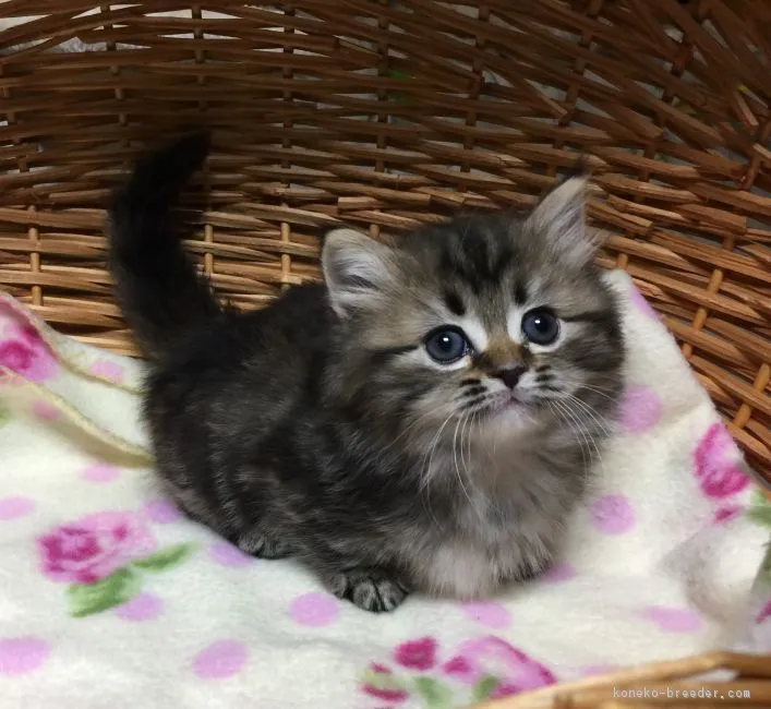 ID：1706-00168の子猫