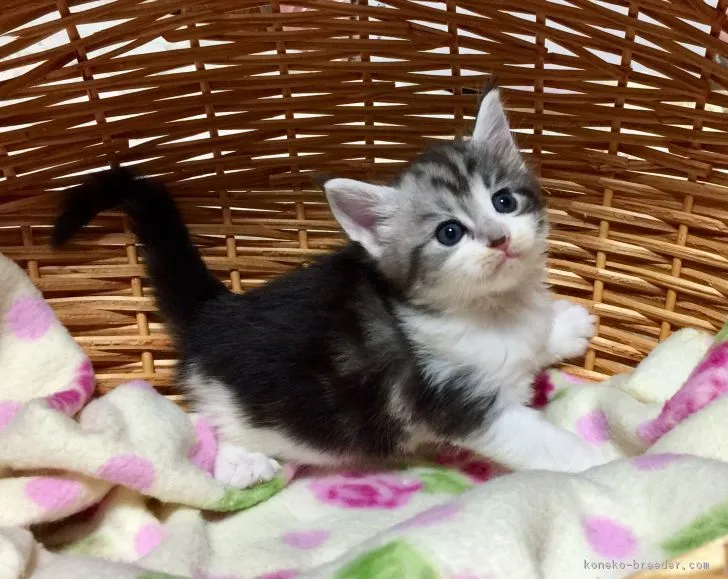 ID：1707-00363の子猫