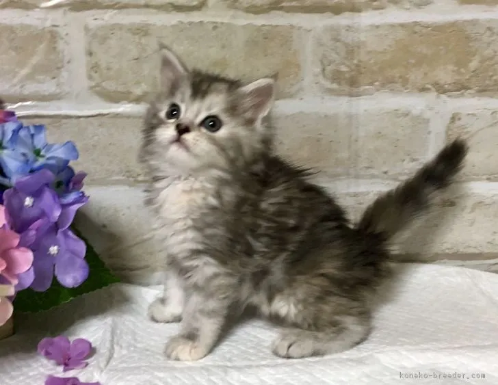 ID:1806-01262の子猫