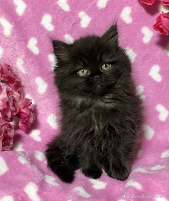 ID：1912-00563の子猫