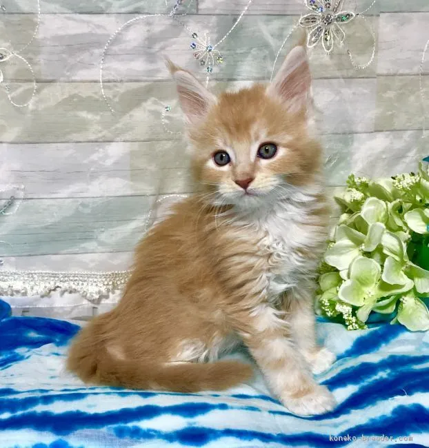 ID：1906-01163の子猫