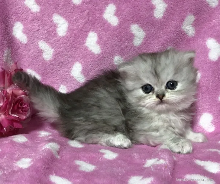 ID:2001-01309の子猫