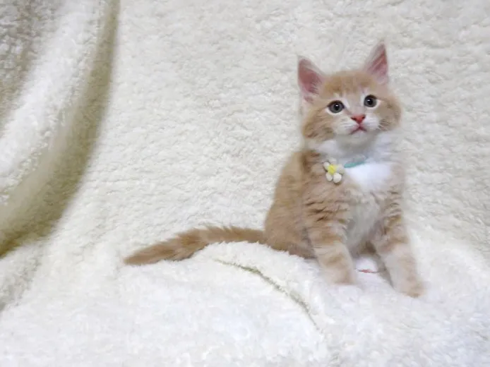 ID：1407-00362の子猫