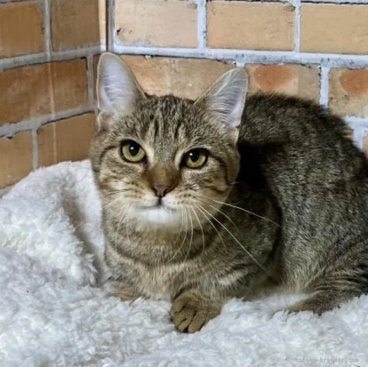 ID：2210-01131の子猫