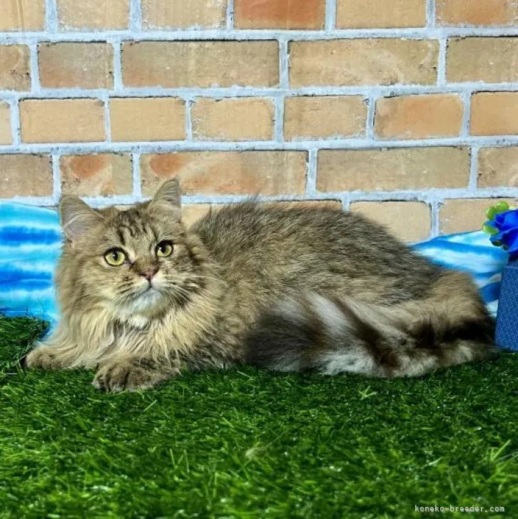 ID:2202-00495の子猫