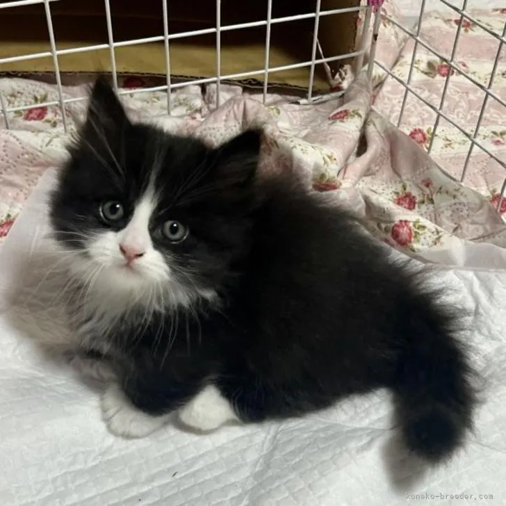 ID：2212-01287の子猫