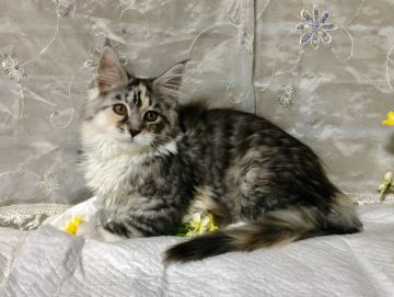 メインクーン【熊本県・女の子・2019年1月6日・ブラックシルバートービー&ホワイト】の写真「美猫ちゃんです。」