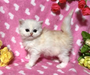 ミヌエット【熊本県・男の子・2019年12月24日・クリーム】の写真「綺麗なクリーム✨」