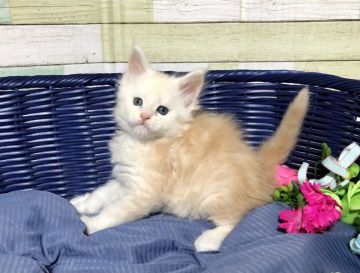 メインクーン【熊本県・男の子・2020年10月25日・クリームタビー(カメオ)】の写真「甘えん坊くん💕」