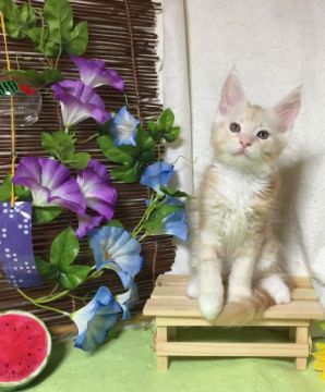 メインクーン【熊本県・男の子・2017年6月16日・クリームタビー】の写真「人懐こい男の子」