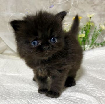 マンチカン(長足)【熊本県・男の子・2019年3月28日・ブラック（長毛）】の写真「お目々クリクリ、タレ目ちゃん」