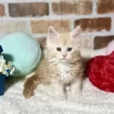 メインクーン【熊本県・男の子・2024年1月3日・クリームタビー】の写真1