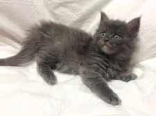 メインクーン【熊本県・男の子・2015年3月26日・ブラックスモーク】の写真1