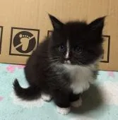 メインクーン【熊本県・男の子・2015年12月24日・ブラック&ホワイト】の写真1