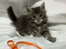 メインクーン【熊本県・男の子・2015年4月5日・ブルークリーム】の写真1