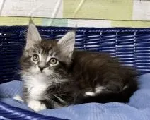 メインクーン【熊本県・男の子・2020年3月11日・ブラックタビー &ホワイト】の写真1