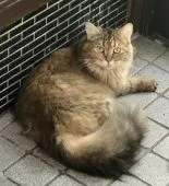 ミヌエット【熊本県・女の子・2020年10月20日・ブラックトービー】の写真2