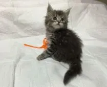 メインクーン【熊本県・男の子・2015年4月5日・ブルークリーム】の写真3