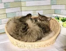 ミヌエット【熊本県・女の子・2020年10月20日・ブラックトービー】の写真3