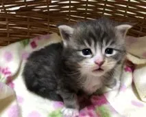 メインクーン【熊本県・男の子・2017年12月27日・ブルークラシックタビー&ホワイト】の写真3