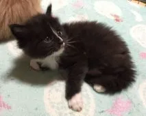 メインクーン【熊本県・男の子・2015年12月24日・ブラック&ホワイト】の写真3