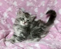 メインクーン【熊本県・女の子・2019年11月16日・ブラックシルバータビー】の写真3