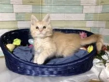 メインクーン【熊本県・男の子・2021年1月5日・クリーム】の写真4