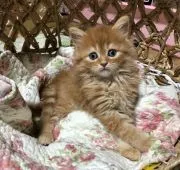 ミヌエット【熊本県・男の子・2019年4月7日・レッド(クリーム)タビー】の写真4