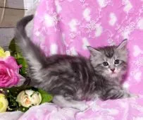 メインクーン【熊本県・女の子・2019年11月16日・ブラックシルバータビー】の写真5