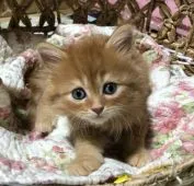 ミヌエット【熊本県・男の子・2019年4月7日・レッド(クリーム)タビー】の写真5