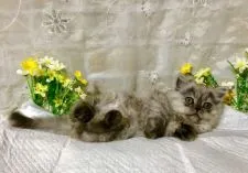 ミヌエット【熊本県・男の子・2019年1月31日・シューテッド】の写真5