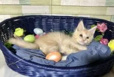 メインクーン【熊本県・男の子・2021年1月5日・クリーム】の写真5