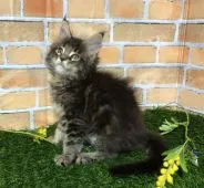 メインクーン【熊本県・男の子・2022年2月15日・ブラックタビー】の写真5