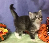 メインクーン【熊本県・男の子・2017年9月22日・ブルータビー&ホワイト】の写真5